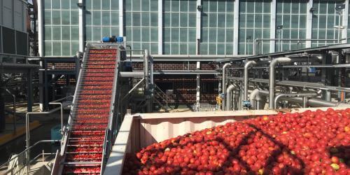 Shepparton tomato processing plant