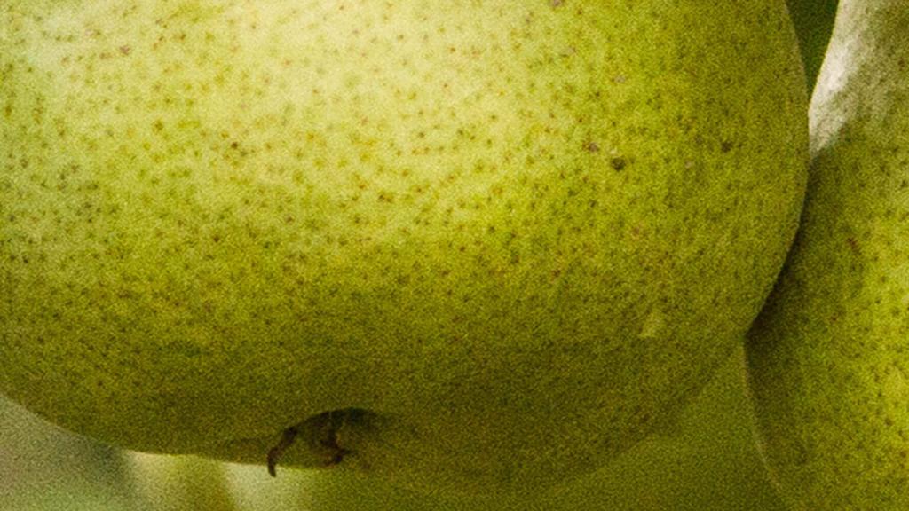 pear