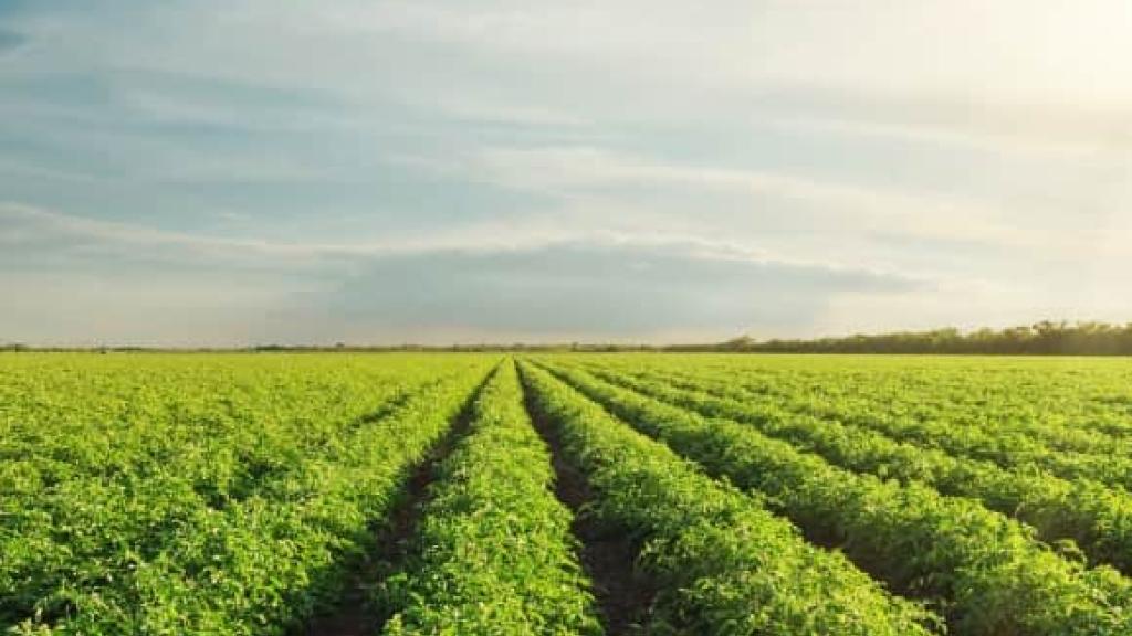 Rows of produce growing